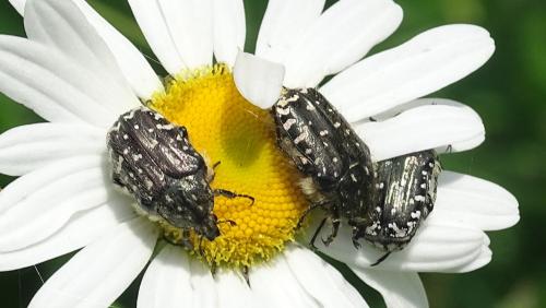 Oxythyrea funesta